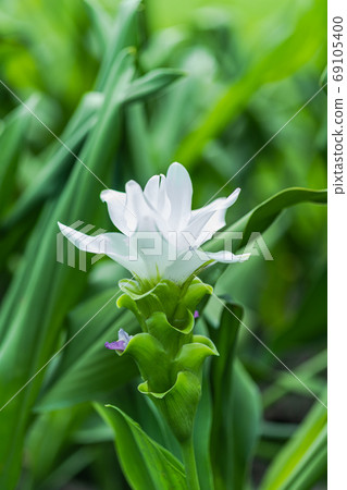 Curcuma Zanthorrhiza (Siam Tulip Curcuma Alismatifolia) white Fl Curcuma Zanthorrhiza (Siam Tulip Curcuma Alismatifolia) white Fl 69105400