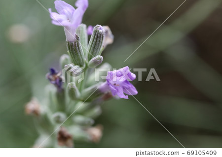 Close-up of lavender flowers Close-up of lavender flowers 69105409