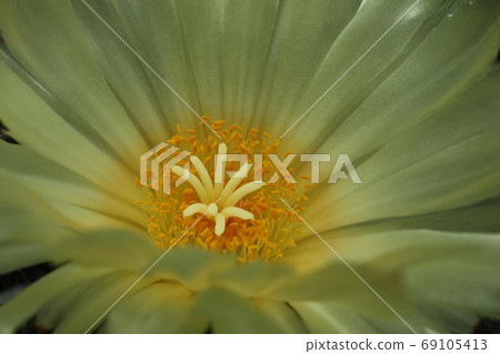Close-up of yellow flower of cactus Close-up of yellow flower of cactus 69105413