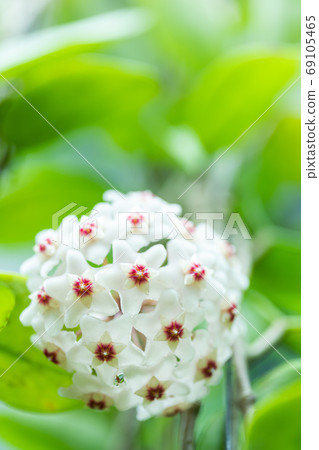 Close up of star shaped white and pink flowers of Hoya carnosa o 69105465