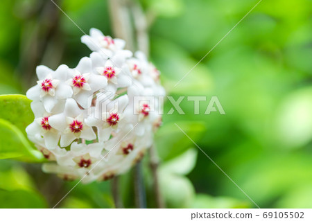 Close up of star shaped white and pink flowers of Hoya carnosa o Close up of star shaped white and pink flowers of Hoya carnosa o 69105502