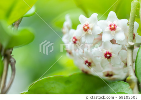 Close up of star shaped white and pink flowers of Hoya carnosa o 69105503