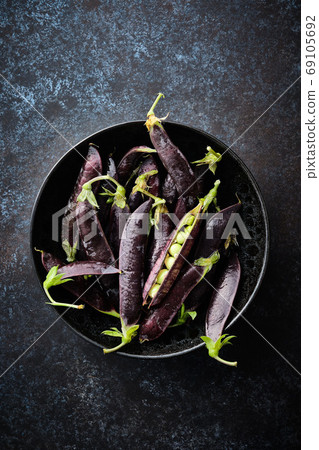 Purple pods of green peas on a dark background. Banner. Purple pods of green peas on a dark background. Banner. 69105692