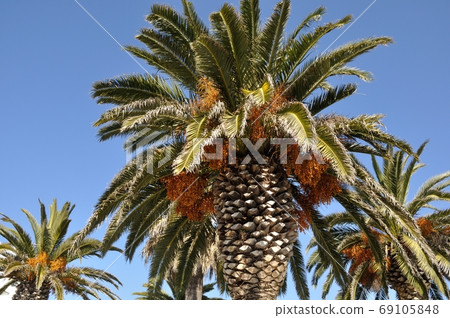 Date palm Date palm 69105848