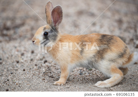 Wild baby rabbit - the rabbit paradise Okunojima - Wild baby rabbit - the rabbit paradise Okunojima - 69106135