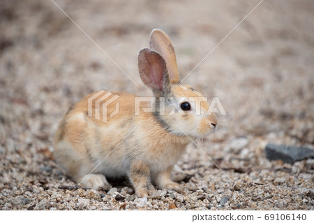 Wild baby rabbit - the rabbit paradise Okunojima - Wild baby rabbit - the rabbit paradise Okunojima - 69106140