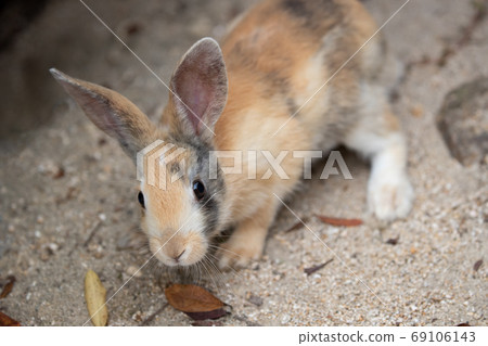 野兔寶寶 - 兔子天堂奧野島 -  69106143