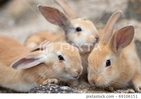 野兔寶寶 - 兔子天堂奧野島 - 野兔寶寶 - 兔子天堂奧野島 - 69106151