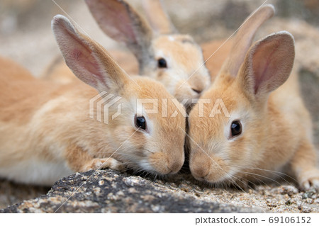 Wild baby rabbit - the rabbit paradise Okunojima - 69106152