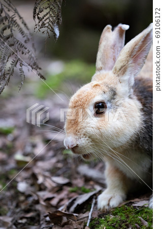 Wild Rabbit - Rabbit's Paradise Okunoshima - Wild Rabbit - Rabbit's Paradise Okunoshima - 69106172