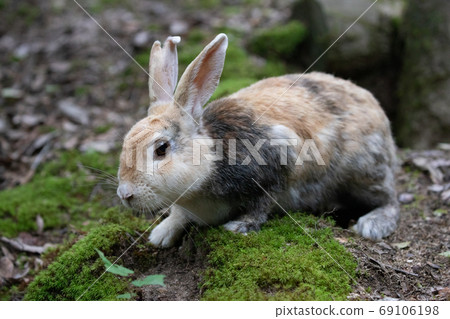 Wild Rabbit - Rabbit's Paradise Okunoshima - Wild Rabbit - Rabbit's Paradise Okunoshima - 69106198