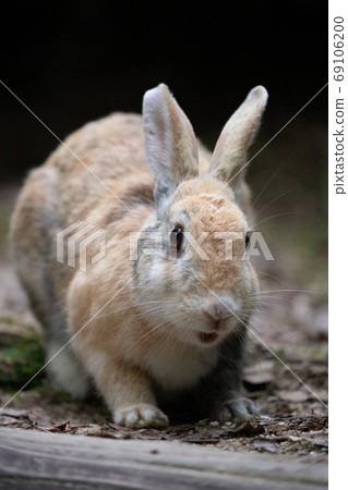 Wild Rabbit - Rabbit's Paradise Okunoshima - Wild Rabbit - Rabbit's Paradise Okunoshima - 69106200