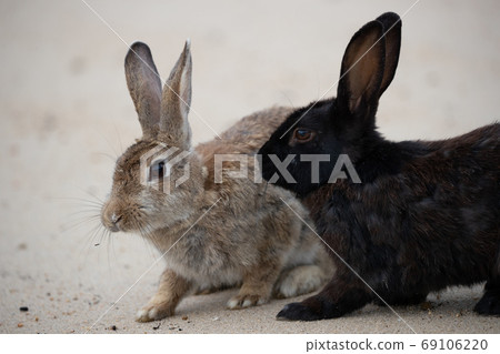 野兔 - 兔子天堂Okunoshima - 野兔 - 兔子天堂Okunoshima - 69106220