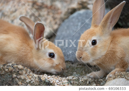 Wild baby rabbit - the rabbit paradise Okunojima - Wild baby rabbit - the rabbit paradise Okunojima - 69106333