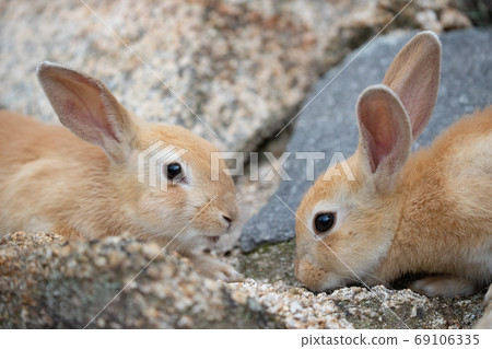野兔寶寶 - 兔子天堂奧野島 - 野兔寶寶 - 兔子天堂奧野島 - 69106335