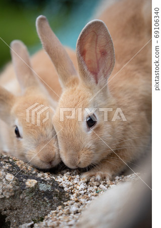 Wild baby rabbit - the rabbit paradise Okunojima - 69106340