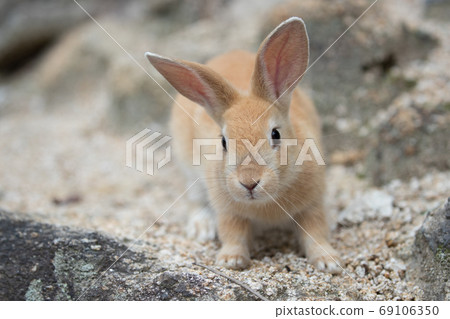 Wild baby rabbit - the rabbit paradise Okunojima - Wild baby rabbit - the rabbit paradise Okunojima - 69106350