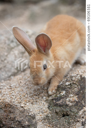 Wild baby rabbit - the rabbit paradise Okunojima - 69106381