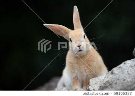 Wild baby rabbit - the rabbit paradise Okunojima - Wild baby rabbit - the rabbit paradise Okunojima - 69106387