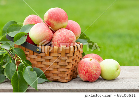 Ripe garden apple fruits 69106611