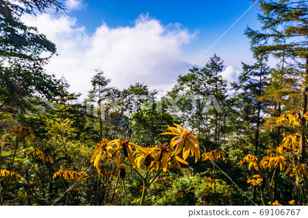 (Yamanashi Prefecture) Malvada kebuki blooming on the slope of Kushigata mountain (Yamanashi Prefecture) Malvada kebuki blooming on the slope of Kushigata mountain 69106767
