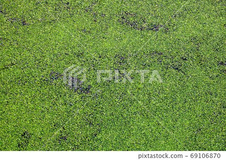 Duckweed Floating on a Lake Surface Duckweed Floating on a Lake Surface 69106870