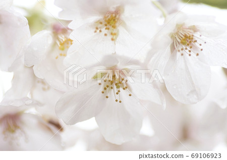 [Machida City] Cherry blossoms on the Onda River 69106923