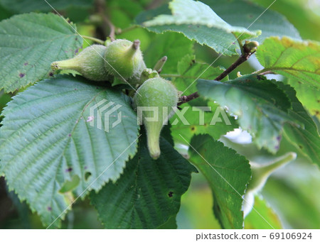 大黃蜂的果實 大黃蜂的果實 69106924