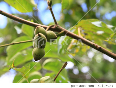 Japanese walnut fruit Japanese walnut fruit 69106925