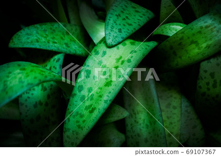 Green leaf background Beautiful in the garden and decorative pla 69107367