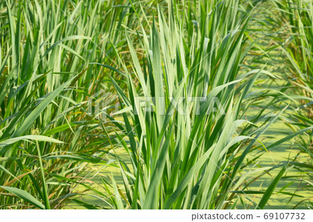 water bamboo farm water bamboo farm 69107732