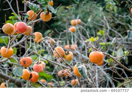persimmons on the tree persimmons on the tree 69107737