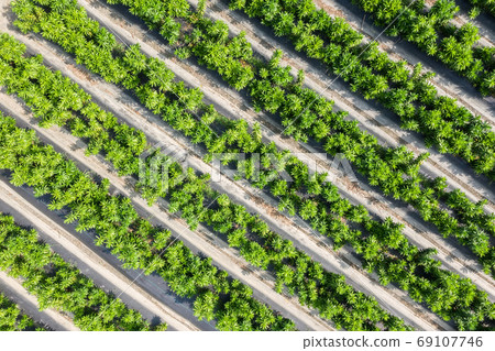 green farm with vegetable and fruits 69107746