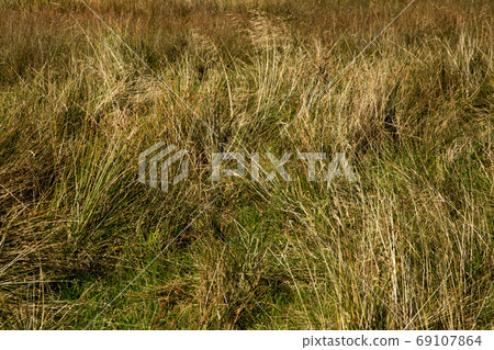 Long Grass in a Country Location Long Grass in a Country Location 69107864