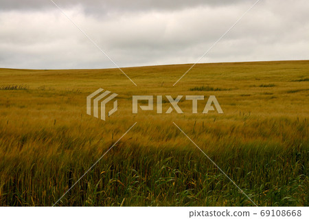 Wheat Field in a Strong Breeze at Dusk Wheat Field in a Strong Breeze at Dusk 69108668