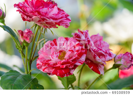 粉紅大理石玫瑰花朵 69108939