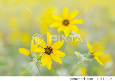 Sunfinity sunflower field Sunfinity sunflower field 69110096