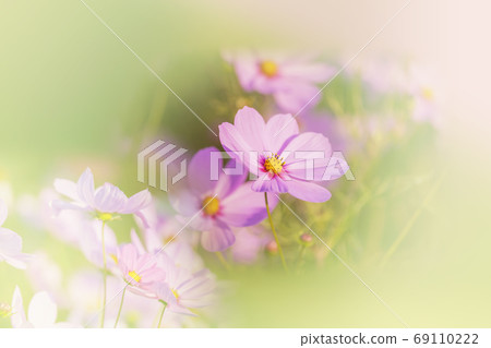 粉色波斯菊和綠色的散景 69110222