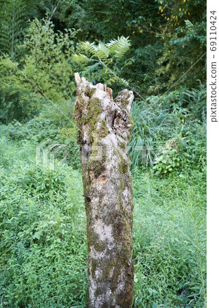 腐朽的樹 69110424