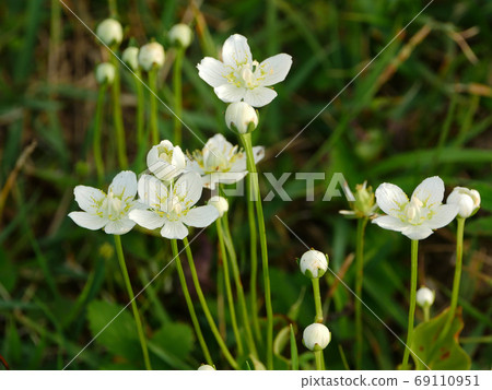 Botanical photo Vespa stilts in the Appi Kogen Pure white stilts Botanical photo Vespa stilts in the Appi Kogen Pure white stilts 69110951