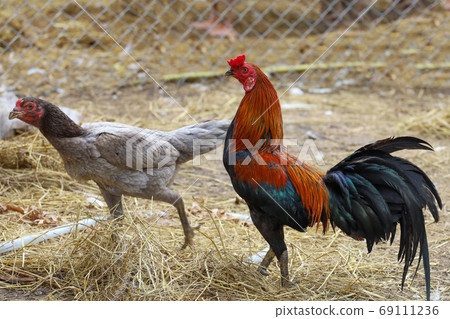 The couple fighting hen is stay at farm in thailand The couple fighting hen is stay at farm in thailand 69111236