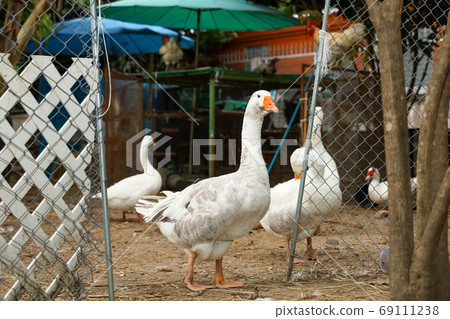 Group white goose in farm at thailand Group white goose in farm at thailand 69111238