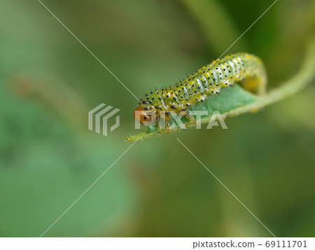Close up shot of a Arge ochropus eating a leaf 69111701