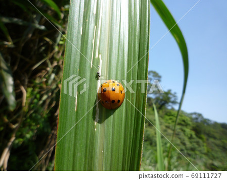 Close up shot of a Seven-spot ladybird on a leaf Close up shot of a Seven-spot ladybird on a leaf 69111727