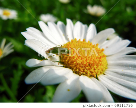 Close up shot of a Closterotomus norwegicus on a flower 69111756