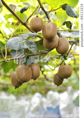 水果農場的獼猴桃 水果農場的獼猴桃 69111819