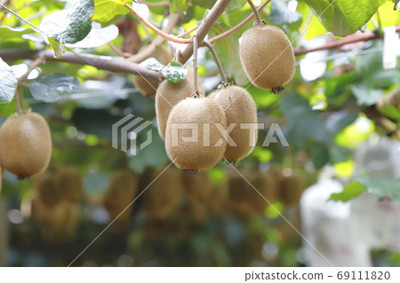 Kiwi from a fruit farm 69111820