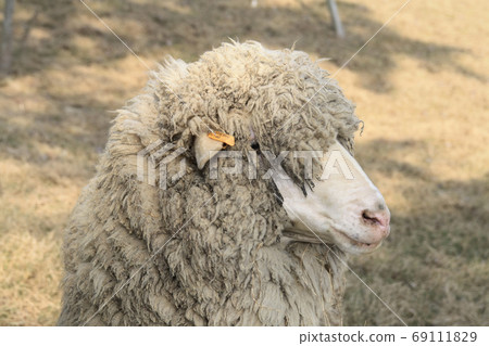 Close up shot of a cute sheep in Green Forest Close up shot of a cute sheep in Green Forest 69111829