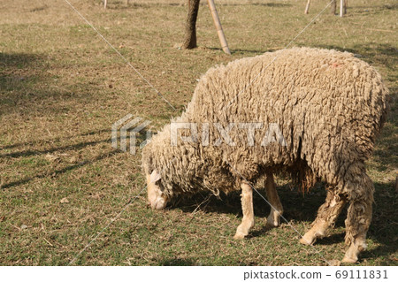 Close up shot of a cute sheep in Green Forest Close up shot of a cute sheep in Green Forest 69111831