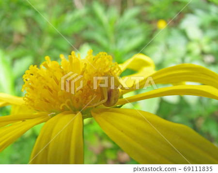 Close up shot of a Misumena vatia on a flower 69111835